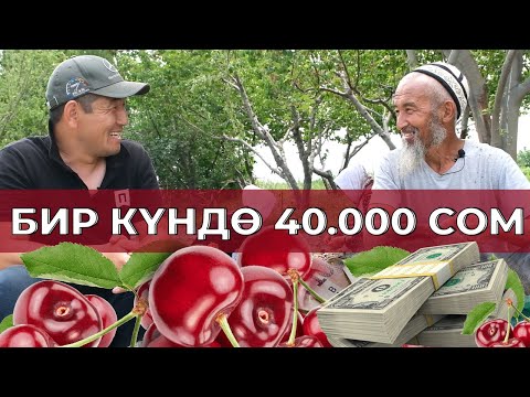 Видео: КИРЕШЕЛҮҮ БИЗНЕС! КОКОН ГИЛАС БИЗНЕС БАШТАГЫЛА!