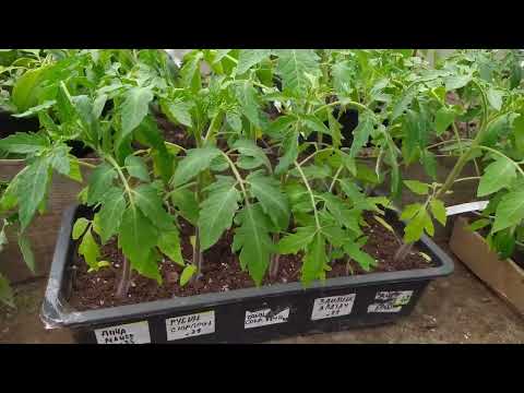 Видео: ТОМАТЫ высадила в теплицу. Что добавила в лунки.