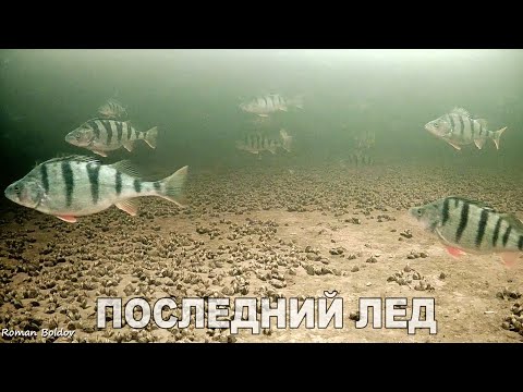 Видео: Рыбалка по последнему льду 2024 ГИГАНТСКИЕ ОКУНИ и ЖИРНАЯ ПЛОТВА на мормышку. Подводная съёмка.