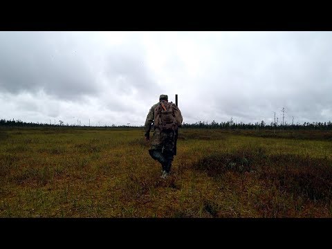 Видео: В тайгу на охоту. Лось на тропе. Ружье ИЖ-54.