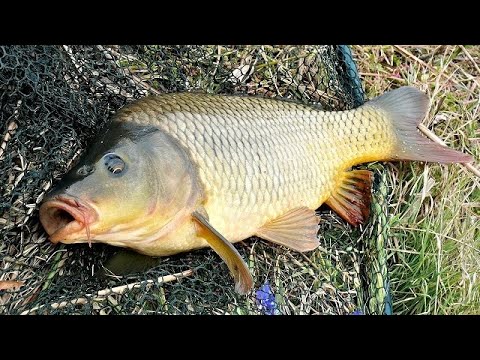 Видео: Рыбалка на Илистой Приморский край. Ураган, Карась, Сазан.