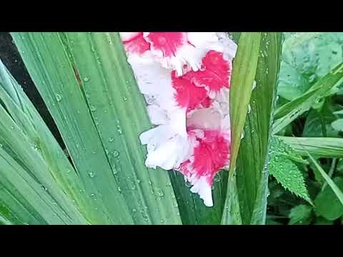 Видео: ОСЕННИЕ МОТИВЫ10.09.25Г.