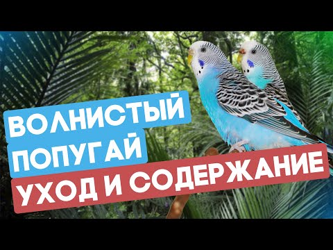 Видео: Волнистый попугай - уход и содержание. Какого попугая завести новичку?