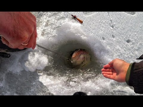 Видео: ДАВАЙ БАГОР! БЕЗМОТЫЛКА ГОРЬКОВСКОЕ МОРЕ