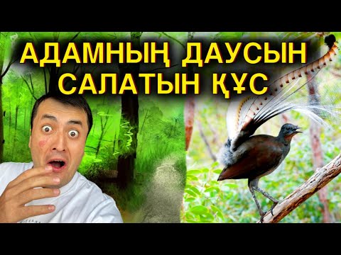 Видео: ЕРЕКШЕ ҚҰС ТУРАЛЫ