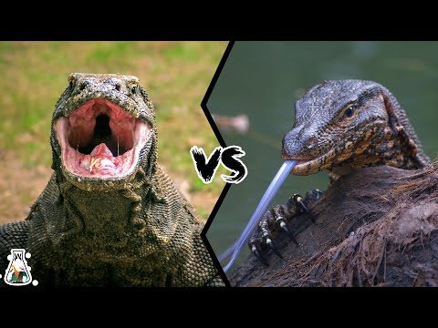 Видео: Комодский варан против азиатского водного варана — кто победит в схватке?