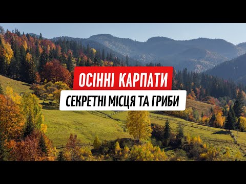 Видео: Карпаты: грибные приключения и секретные места силы