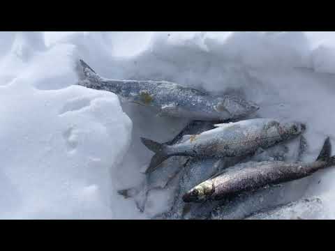 Видео: Ответы на многие вопросы.