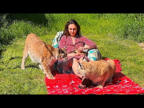 Видео: РЫСЬ Умка променяла КОТЁНКА на РАЗБОРКИ С ПУМОЙ / Рысь Ханна чуть не запуталась в вольерах