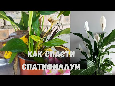 Видео: Спатифиллум. Почему желтеют листья  спатифиллума . 5 основных причин.#спатифиллум #женскоесчастье