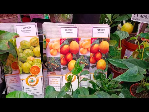 Видео: 🍃🍊ЛЕРУА МЕРЛЕН🍃🍋Новое Поступление Цветов❤