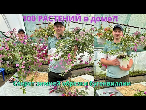 Видео: Жесткая обрезка бугенвиллии перед зимой. Как уместить 100 растений в доме?