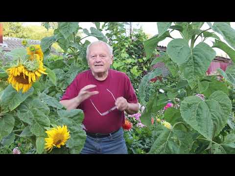 Видео: Советы начинающим. Часть 7. Заключительная, ответы на вопросы.