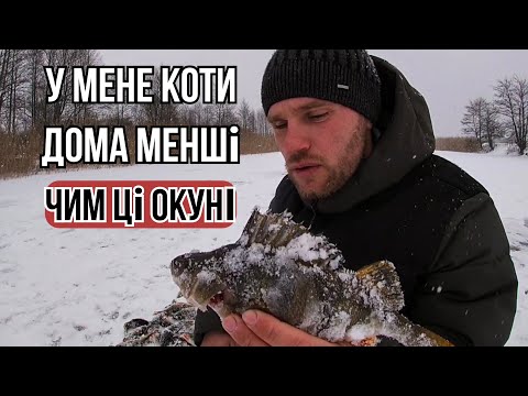 Видео: Інтенсивний Жор Трофейного Окуня на Р.УЖ...Клює на Мормишки і Балансир