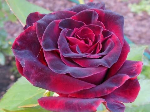 Видео: ЧЁРНАЯ МАГИЯ или как я помирилась с розой БЛЭК МЭДЖИК