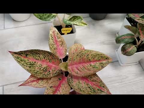 Видео: Комнатные растения. Уход за Аглаонемами.