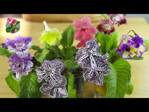 Видео: ЦВЕТЕНИЕ СТРЕПТОКАРПУСОВ В АПРЕЛЕ! Моя Цветущая коллекция Обзор!