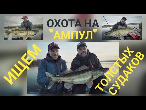 Видео: Весенняя миграция судака на Волге. Ищем толстых в половодье.