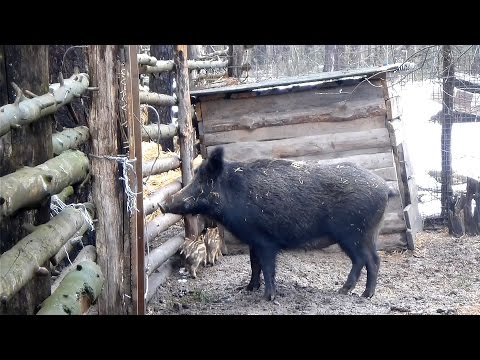 Видео: Особенности поведения диких кабанов