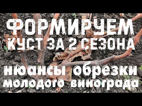 Видео: Как обрезать молодые кусты винограда