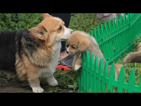 Видео: Глазами животных #282 (Вельш корги пемброк - гордость английских заводчиков на уфимской земле)