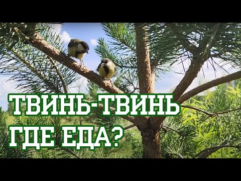 Видео: Нападение голодных синичек