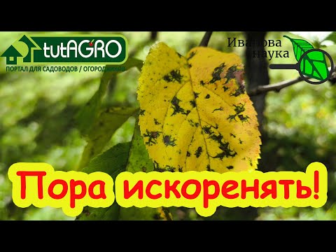 Видео: КУПОРОС + МОЧЕВИНА: КОГДА ПРАВИЛЬНО ДЕЛАТЬ ИСКОРЕНЯЮЩУЮ ОБРАБОТКУ САДА. Вот самый правильный срок.