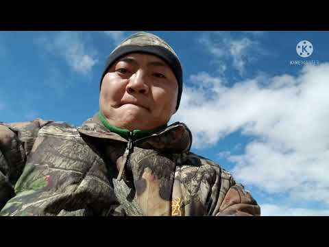 Видео: Алтайн Аргаль.. Altai Argali  (J Alain Smith)