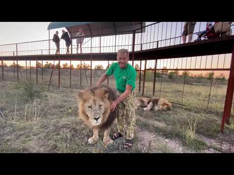 Видео: ЧТО ДЕЛАЕТСЯ? Не контактный Лев Алекс подошёл за лаской !