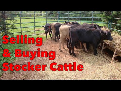 Видео: Долой старое, да здравствует новое | Stocker Cattle