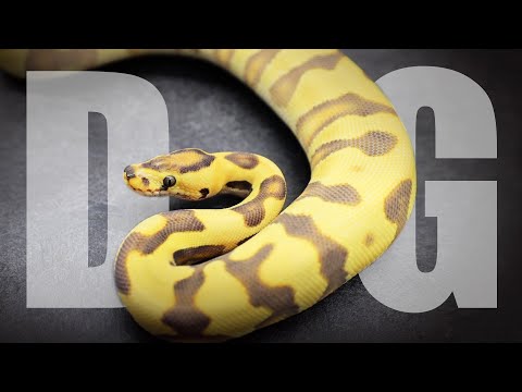 Видео: ЛУЧШАЯ мутация среди королевских питонов — Desert Ghost!