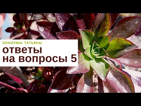 Видео: Ответы на вопросы: Часть 5