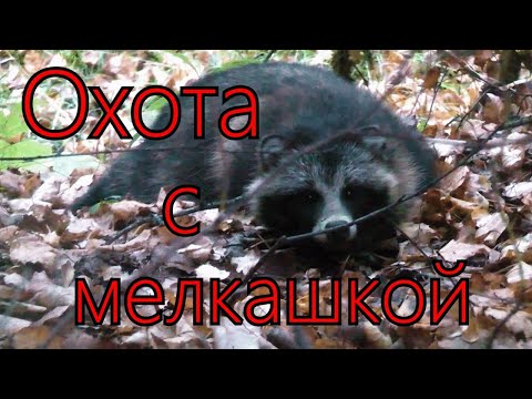 Видео: 22lr / ОХОТА НА ГЛУХАРЯ,БОБРА,РЯБЧИКА