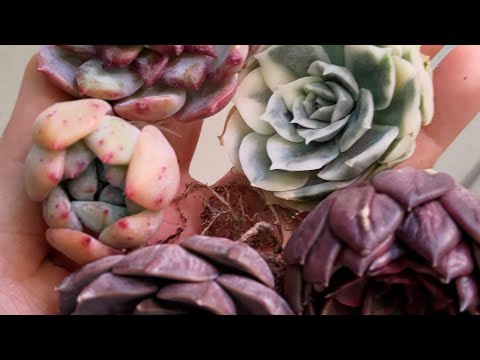Видео: Весенняя распаковка суккулентов 🌞#суккуленты