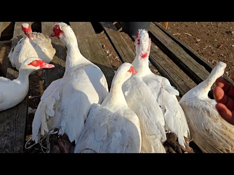 Видео: Тяжеловесы😱🦆!Вес мускусных уток тяжёлой линии!  Какой вес кроликов на пенсии?)