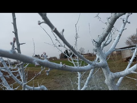 Видео: БОРДОСЬКА СУМІШ. ЯК ПРИГОТУВАТИ ДЛЯ ПЕРСИКІВ І  АБРИКОСІВ.