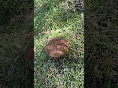 Видео: Большой Белый гриб.За грибами