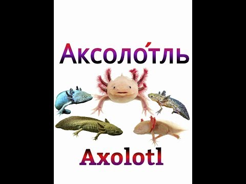 Видео: Аксолотль.Всё самое важное,содержание,кормление,разведение.