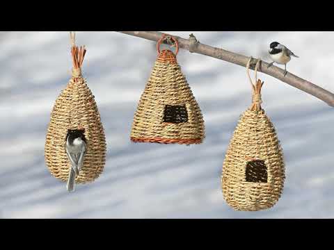 Видео: Привлечение птиц на ваш задний двор