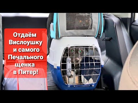 Видео: Не День, а кошмар🤦‍♀️Не можем принять посылки. Пристраиваем двух хвостиков в Питер🙏