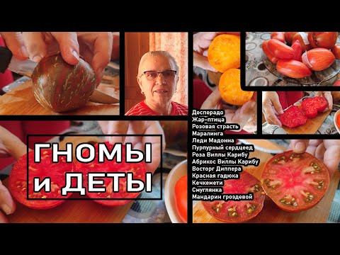Видео: Самые вкусные гномы. Дегустация сортовых томатов ч 3.