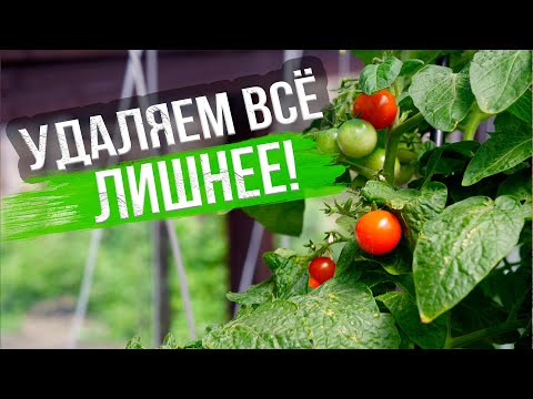 Видео: Пасынкование томатов. ФОРМИРУЕМ ТОМАТЫ В 1, 2 И 3 СТВОЛА