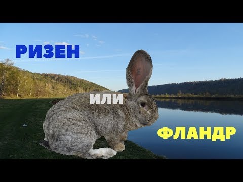 Видео: Чем отличается Ризен от Фландра