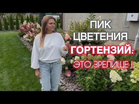 Видео: Пик цветения моих гортензий! Вы такого еще не видели! Обзор клумбы в сентябре 