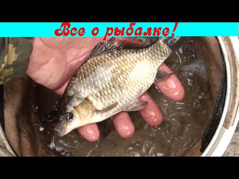Видео: Удачная уловистая оснастка на карася !!!