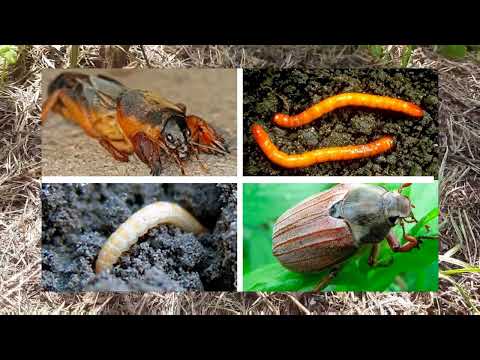 Видео: САМЫЕ РАСПРОСТРАНЕННЫЕ ПОЧВЕННЫЕ ВРЕДИТЕЛИ на огороде И БОРЬБА С НИМИ на участке и грядках. Препарат