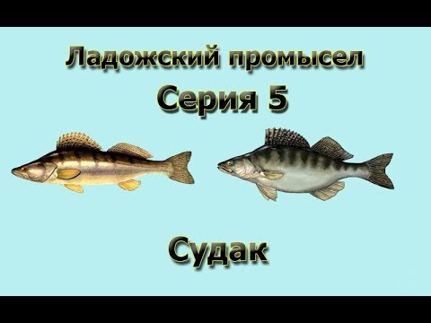 Видео: Русская Рыбалка 3.99 (Russian Fishing) Ладожский промысел 5 - Судак