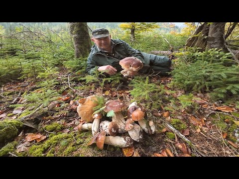 Видео: Збираємо чергові сім’ї білих грибів.