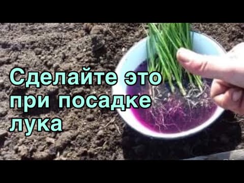 Видео: ЛУК ЭКСИБИШЕН посадка в открытый грунт