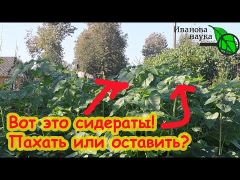 Видео: СИДЕРАТЫ БЕЗ ТРУДА: пахать не надо! Все правила осенней сидерации огорода. Сидераты от А до Я.